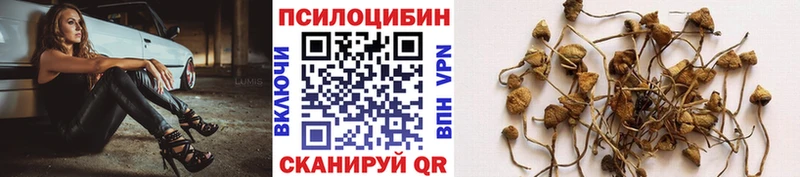 Псилоцибиновые грибы Cubensis Балаково